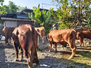 Berqurban Tingkatkan Ketakwaan dan Kepedulian Sesama.